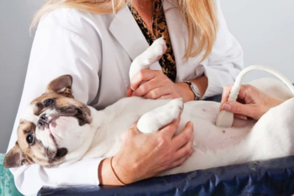 Nên cho cún cưng đi khám nếu có những dấu hiệu trên để đảm bảo mọi vấn đề về sức khoẻ.