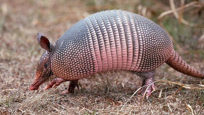 Tê tê chín sọc được ghi nhận là ổ chứa tự nhiên của vi khuẩn gây bệnh phong, có thể lây ngược sang người