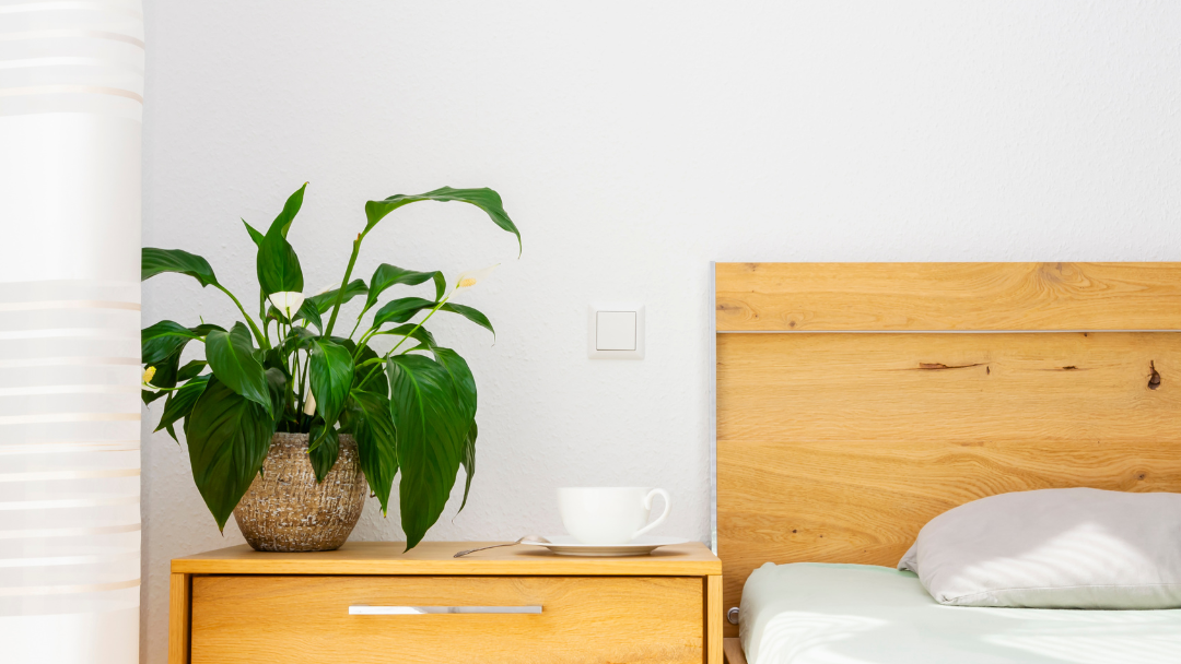 Cây lan ý với tán lá mềm và hoa trắng giúp tạo không gian yên tĩnh, hỗ trợ thư giãn