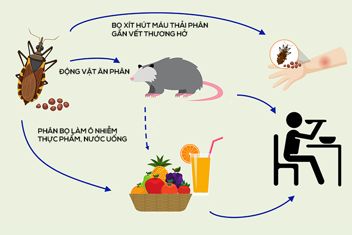 Bọ xít hút máu Triatominae là trung gian truyền ký sinh trùng gây bệnh Chagas