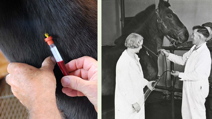 Huyết thanh ngựa được ứng dụng trong y học hiện đại để điều trị bệnh dại, uốn ván trong các trường hợp khẩn cấp