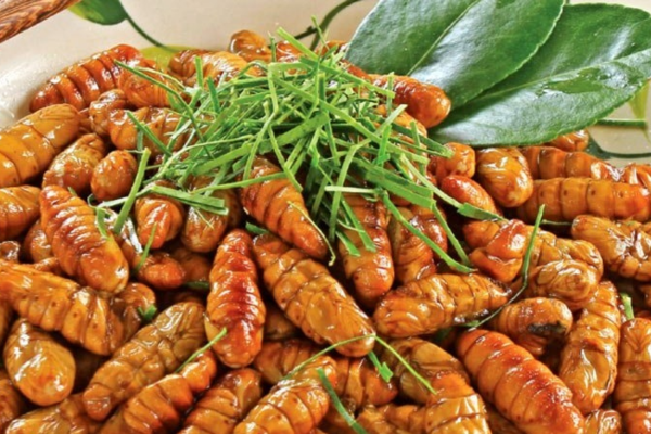 Nhộng tằm rang là món ăn khá phổ biến nhưng cũng khá kén người ăn vì khả năng gây dị ứng.