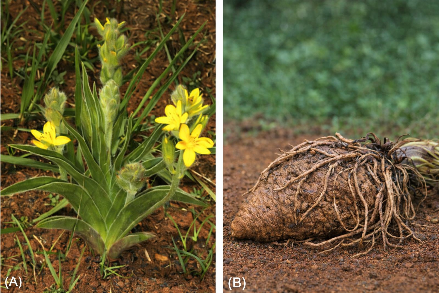 Cây và củ của cây khoai tây Châu Phi