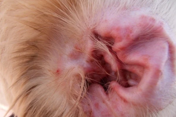 Khi bị viêm, tai cún mẩn đỏ, nặng hơn có thể bốc mùi hôi khó chịu 