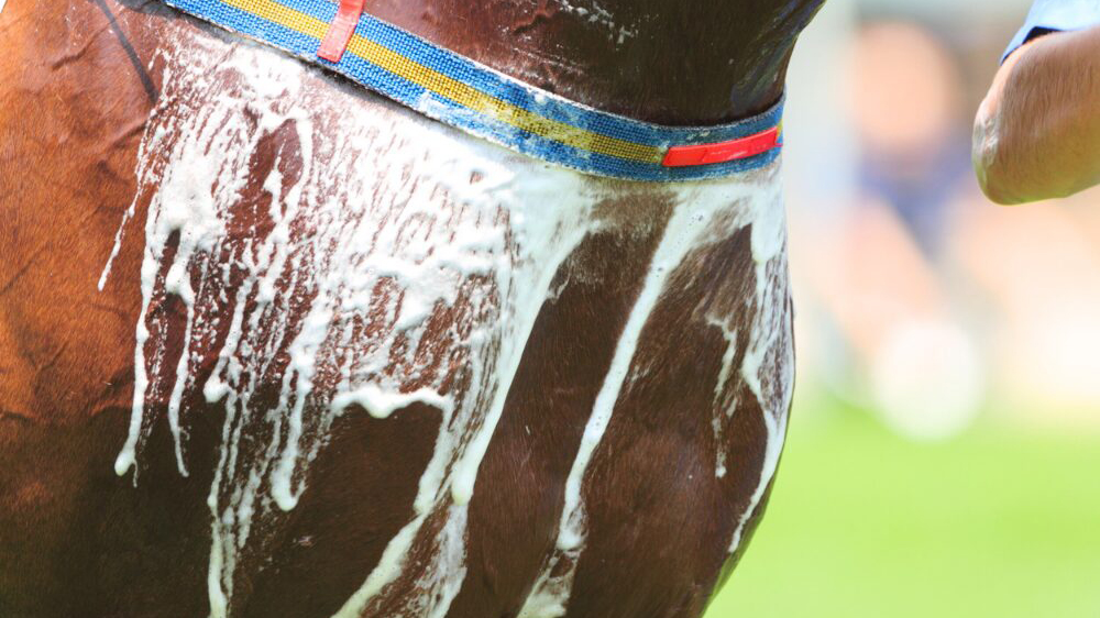 Một thông tin thú vị là ngựa mồ hôi sủi bọt: Mồ hôi chứa latherin giúp tản nhiệt hiệu quả khi vận động cường độ cao