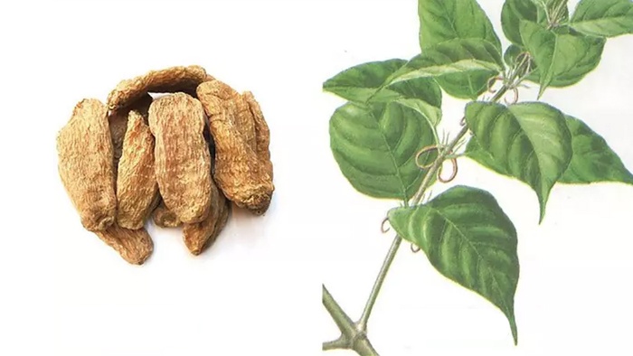 Thiên ma và câu đằng được coi là bộ đôi nổi trội trong số các thảo dược hỗ trợ giảm run tay chân