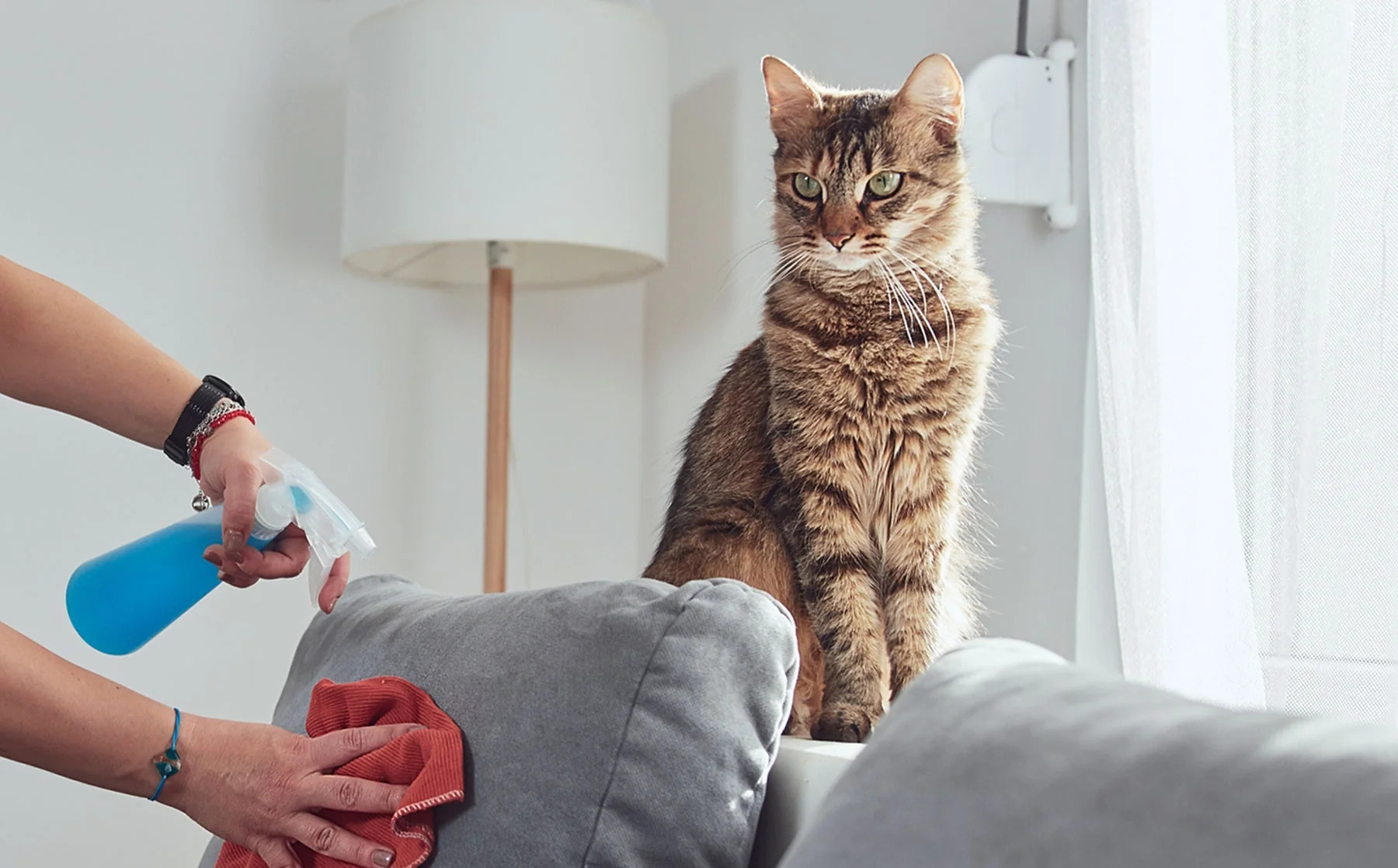 Baking soda và giấm trắng là mẹo khử mùi thú cưng trong nhà đơn giản, hiệu quả