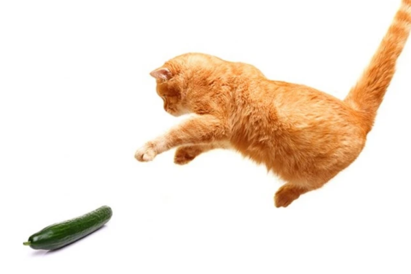 Vấn đề không nằm ở quả dưa, mà bất kì vật nào bất chợt xuất hiện một cách lặng lẽ đều khiến mèo cưng phản xạ mạnh.