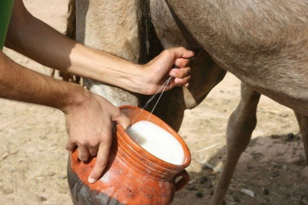 Sữa lạc đà còn rất tốt cho người bệnh đái tháo đường.