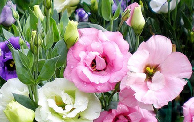 Hoa cát tường ngày càng được ưa chuộng