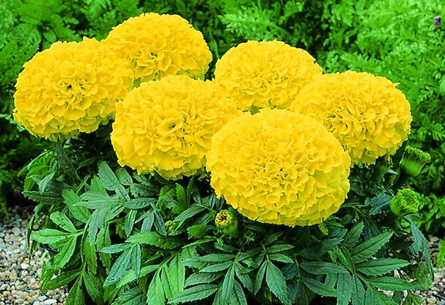 Vào dịp Tết, cúc vạn thọ như một lời chúc bình an, may mắn đến với mọi nhà