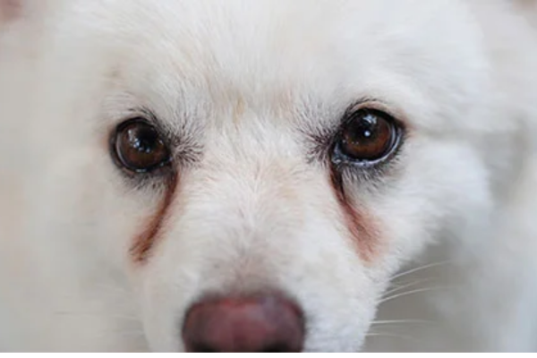 Khi nhận thấy các dấu hiệu bất thường ở mắt cún, sen nên tham khảo ý kiến các bác sĩ thú y sớm nhất có thể.