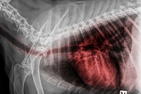 Nếu không được điều trị đúng và kịp thời, bệnh gây biến chứng rất nguy hiểm, ảnh hưởng nghiêm trọng tới sức khoẻ hô hấp của cún cưng.