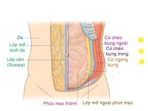 Cơ ngang bụng là cơ sâu nhất, giúp bảo vệ cột sống, ổn định tư thế