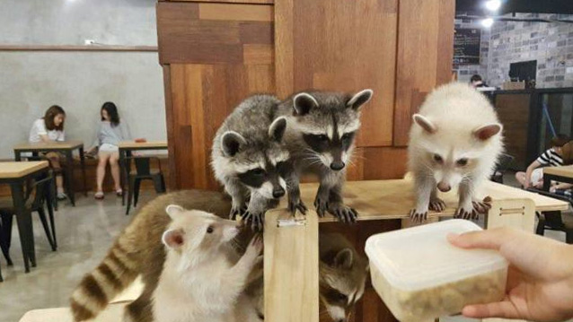 Mô hình cà phê động vật hoang dã gây ra nhiều lo ngại