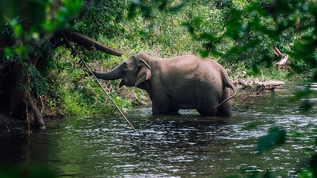 Không cưỡi voi và trả voi về môi trường tự nhiên giúp bảo tồn loài động vật đang bị đe dọa này