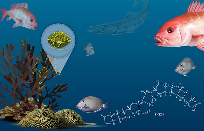 Độc tố từ tảo biển tích tụ trong cá nhỏ, sau đó tập trung với nồng độ cao ở các loài cá ăn thịt lớn sống gần rạn san hô