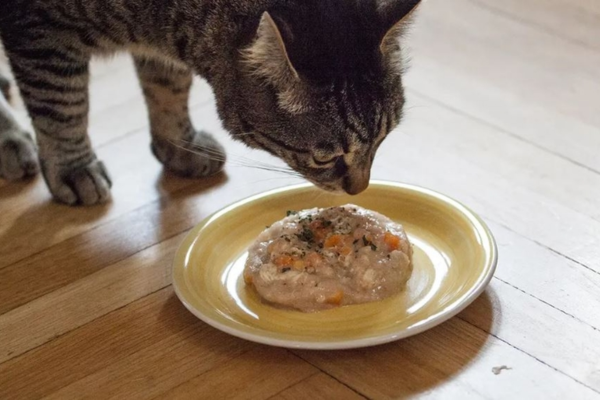 Dù tự nấu thức ăn cho mèo có thể khiến sen an tâm hơn, nhưng vẫn cần bổ sung các dưỡng chất khác thông qua thực phẩm chế biến sẵn.