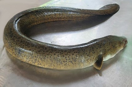 Cá chình biển và các loài cá lớn sống ở rạn san hô dễ có nguy cơ nhiễm độc tố ciguatoxin - Ảnh minh họa