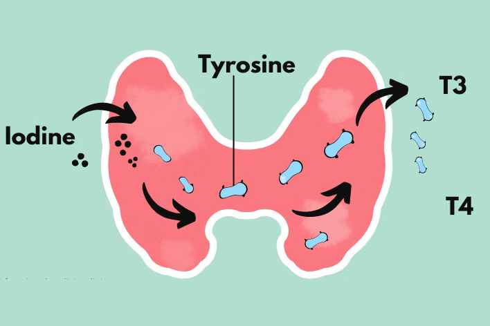 Tuyến giáp cần iod để sản xuất các hormone quan trọng, điều hòa nhiều hoạt động trong cơ thể
