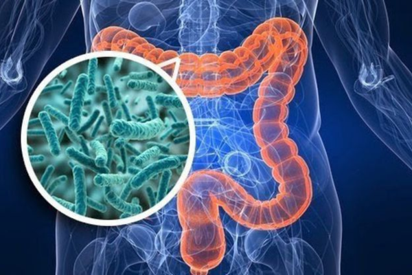 Hệ vi sinh vật đường ruột là một hệ sinh thái phức tạp, bao gồm hàng nghìn loài vi khuẩn cùng tồn tại trong ruột. Nhiều trong số đó đóng vai trò có lợi cho sức khỏe.