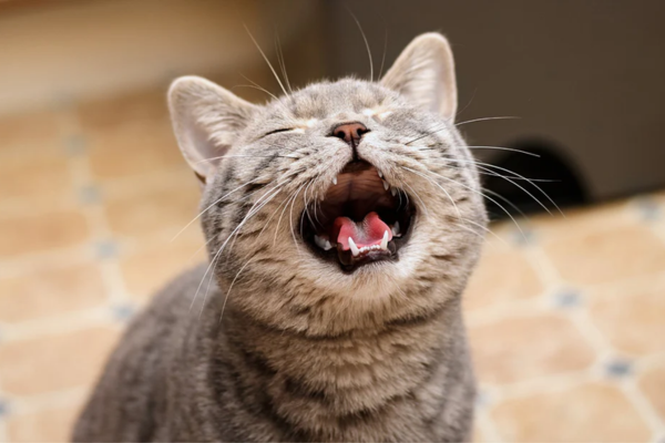 Tiếng kêu là một trong những cách hiếm hoi mèo sử dụng để giao tiếp với con người. Khi mèo kêu nhiều bất thường, đó có thể là dấu hiệu của nhiều tình trạng khác nhau.