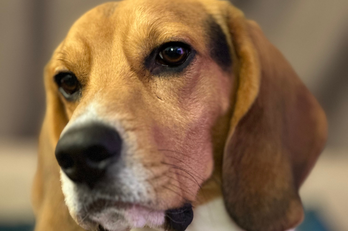 Ngáp liên tục và lờ đờ là dấu hiệu rõ nét cho thấy cún cưng đang thiếu ngủ.