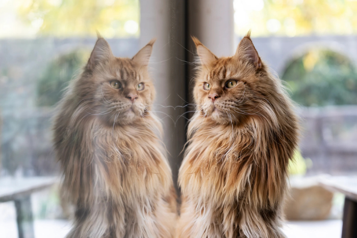 Maine Coon