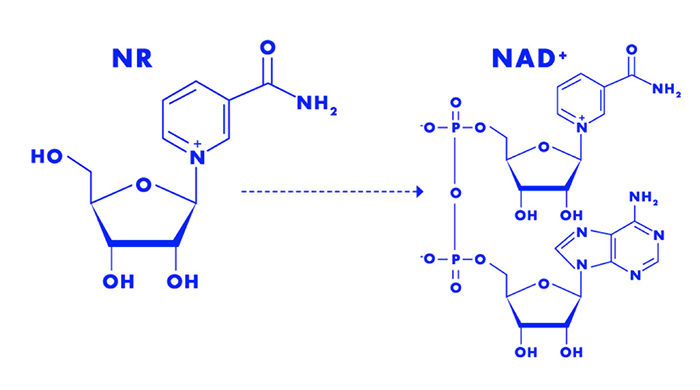 Nicotinamide riboside (NR) là một dạng vitamin B3 quan trọng giúp cơ thể tổng hợp nên NAD+