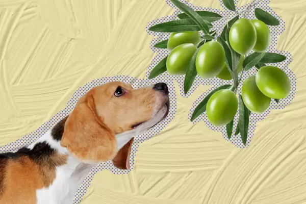 Quá nhiều dầu olive có thể khiến cún cưng mắc các bệnh về đường tiêu hoá và tăng cân.