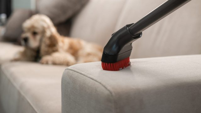 Hút bụi và tắm cho chó định kỳ giúp giảm nguy cơ dị ứng khi khách đến chơi nhà