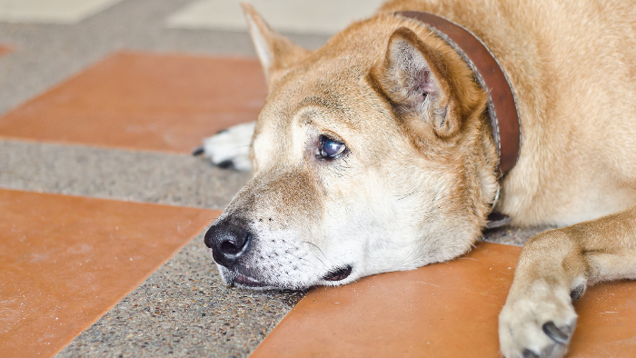 Khi bị đau, chó thường né tránh, không muốn tiếp xúc hoặc phản ứng hung dữ (gầm gừ, cắn) khi bị chạm vào vùng cơ thể nhạy cảm.