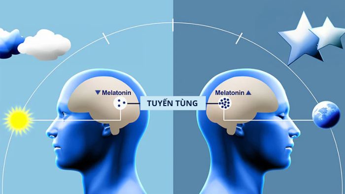 Melatonin đóng vai trò là tín hiệu báo cho não bộ biết thời điểm nghỉ ngơi, giúp điều chỉnh nhịp sinh học tự nhiên của cơ thể