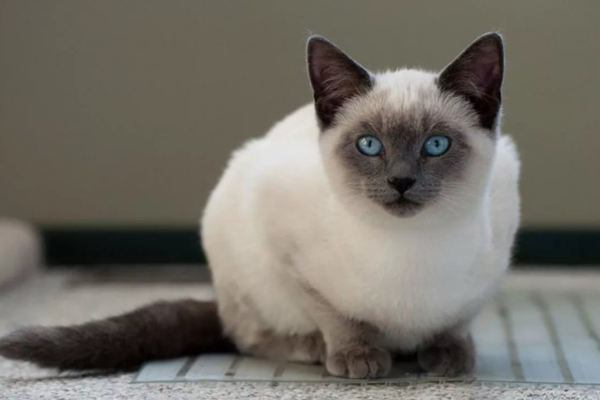 Mèo Xiêm là một trong những giống mèo có nguy cơ mắc giãn thực quản cao nhất do yếu tố di truyền