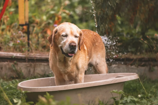 Khi cún cưng có dấu hiệu sốc nhiệt, cần cho chúng vào nơi râm mát và hạ nhiệt bằng nước hoặc khăn lạnh.
