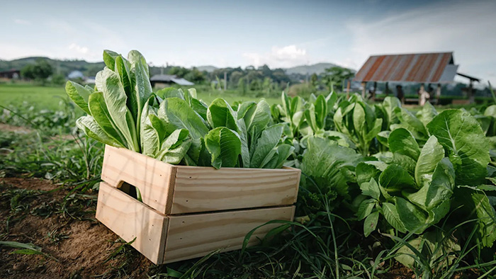 Chứng nhận canh tác hữu cơ không phải thước đo mức độ nhiễm vi khuẩn gây bệnh, có thể xâm nhập qua đất, nước và quá trình vận chuyển
