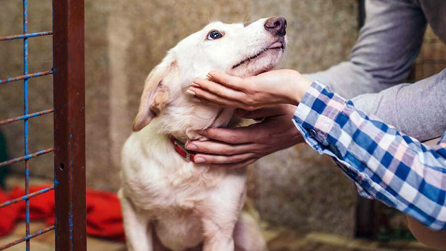 Nhận nuôi chó mèo giúp mang lại cơ hội sống thứ hai và tổ ấm hạnh phúc cho những con vật từng bị bỏ rơi