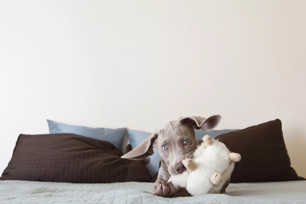 Nên đưa cún cưng đến cơ sở thú y càng sớm càng tốt nếu nghi ngờ chúng nuốt phải dị vật hoặc có những biểu hiện lạ 