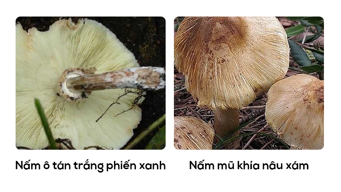 Đặc điểm một số loại nấm độc phổ biến ở nước ta