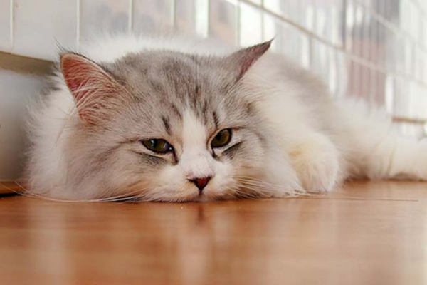 Mèo ít vận động, chạy nhảy hoặc đơn giản là không thể leo được cầu thang cũng có thể do viêm khớp