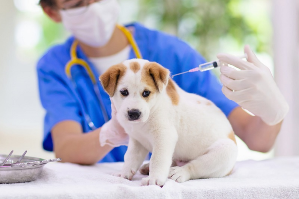 Sau khi tiêm phòng, cún con có thể có những biểu hiện mệt mỏi dẫn tới bỏ ăn 