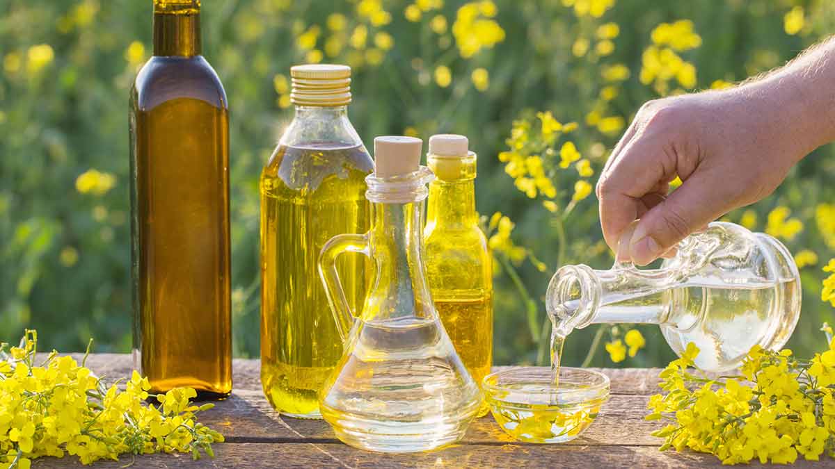 Sử dụng dầu hạt cải (canola oil) để nấu nướng thay vì mỡ động vật hay dầu olive