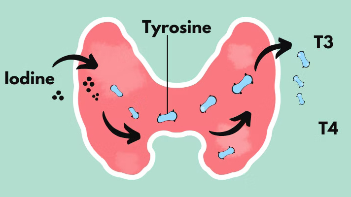Tyrosine phản ứng với iod để tạo ra các hormone tuyến giáp như T3, T4