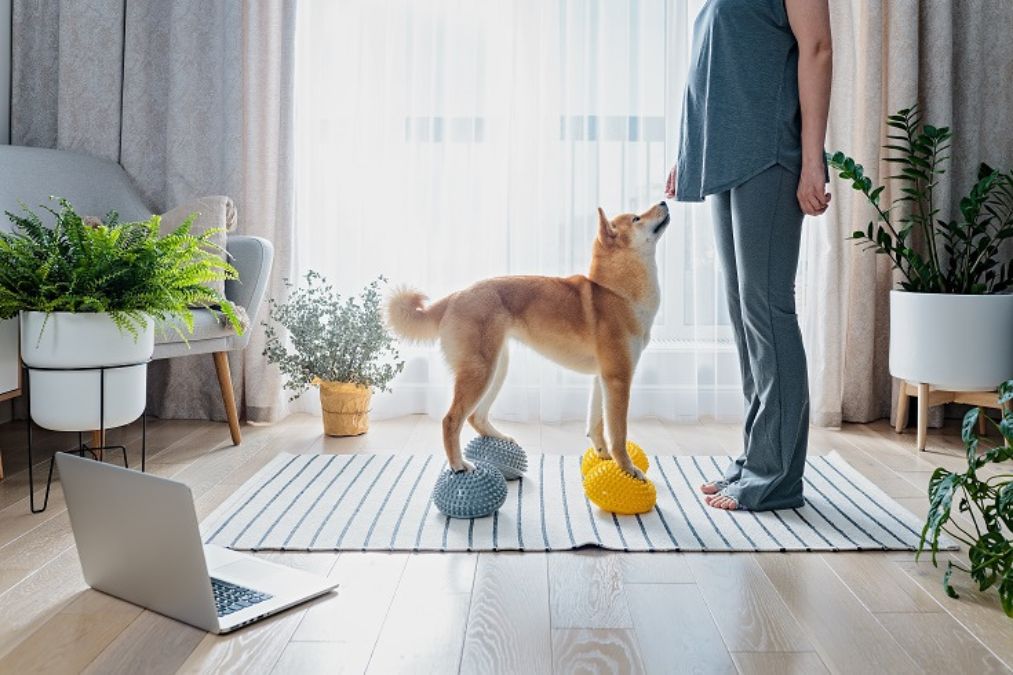 Hiểu rõ nhu cầu của thú cưng là bước quan trọng để sắp xếp không gian 