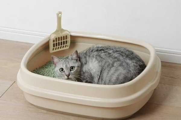Số lượng khay cát trong nhà cũng rất quan trọng, khiến mèo né tránh xung đột với những chú mèo khác trong nhà
