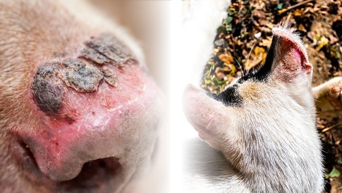 Phần mõm hồng hoặc các vùng da sáng màu rất dễ bị cháy nắng