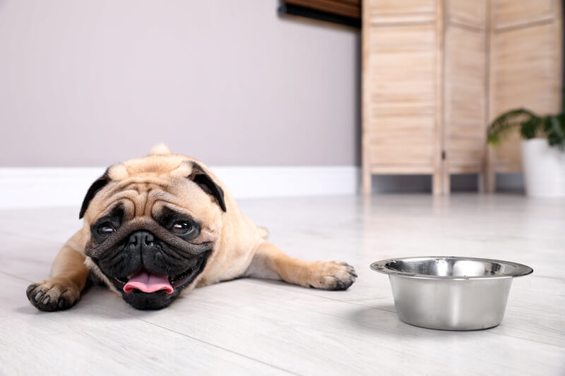 Chó Pug có đường hô hấp ngắn nên rất khó tự làm mát cơ thể, cực kỳ dễ bị sốc nhiệt trong thời tiết nắng nóng