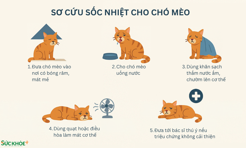 Chuẩn bị sẵn nước sạch và không gian bóng râm mát mẻ cho thú cưng vào ngày nắng nóng 