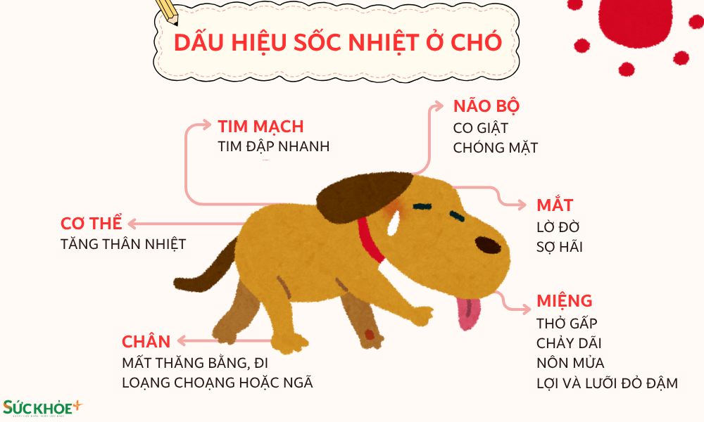 Những dấu hiệu cảnh báo đầu tiên khi thú cưng bị sốc nhiệt