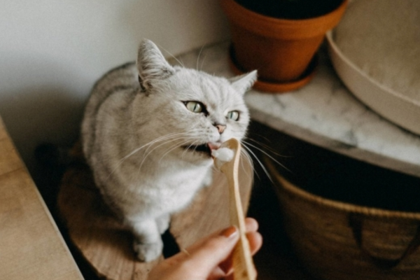 Mèo được cho là giống loài nhạy cảm nên trước khi sử dụng dầu dừa, sen cần tham khảo ý kiến của bác sĩ thú y.